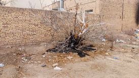 آتشسوزی درختان «خانهباغ تاریخی» سمنان در روز درختکاری