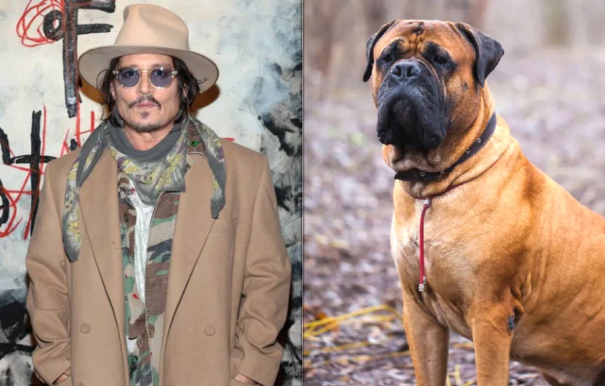 دردسر سگ‌های جدید جانی دپ  تمامی ندارد 