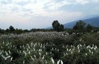 یک مستند هیچکاکی در سینما حقیقت/پرندگانی که باغ ۷ برادر را نابود کردند