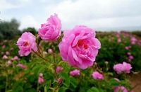 گل محمدی به اسم عربستان در یونسکو ثبت نشده است