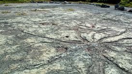 قدیمی‌ ترین جنگل جهان کدام است ؟
