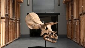 یک دایناسور دیگر حراج می‌شود
