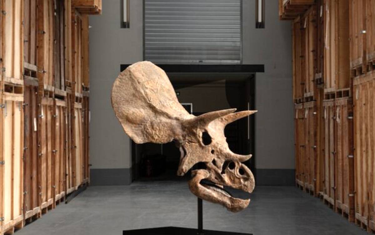 یک دایناسور دیگر حراج می‌شود
