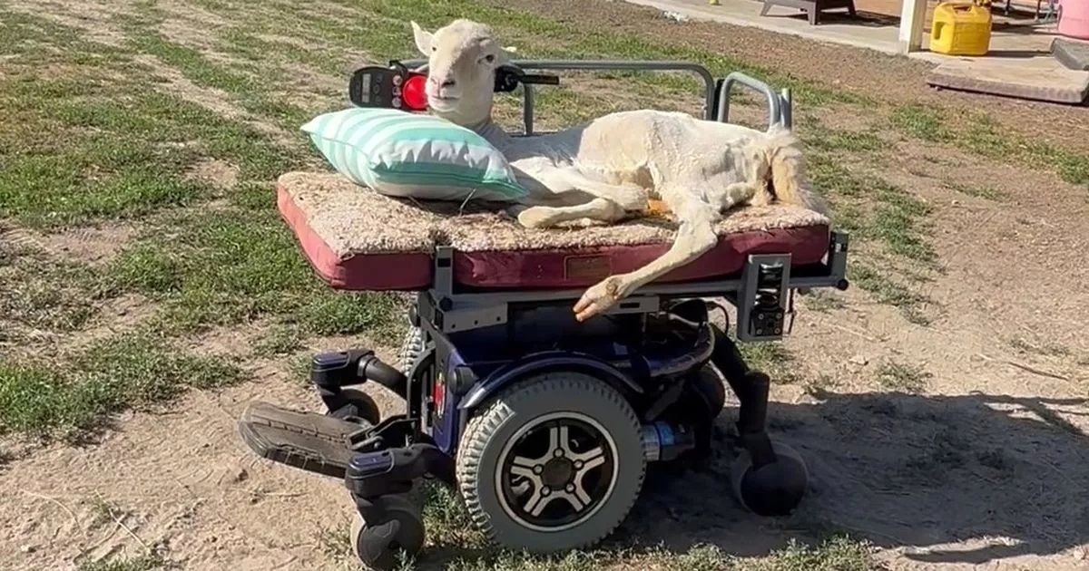 بره عاشق موسیقی با ویلچر نماد امید شد