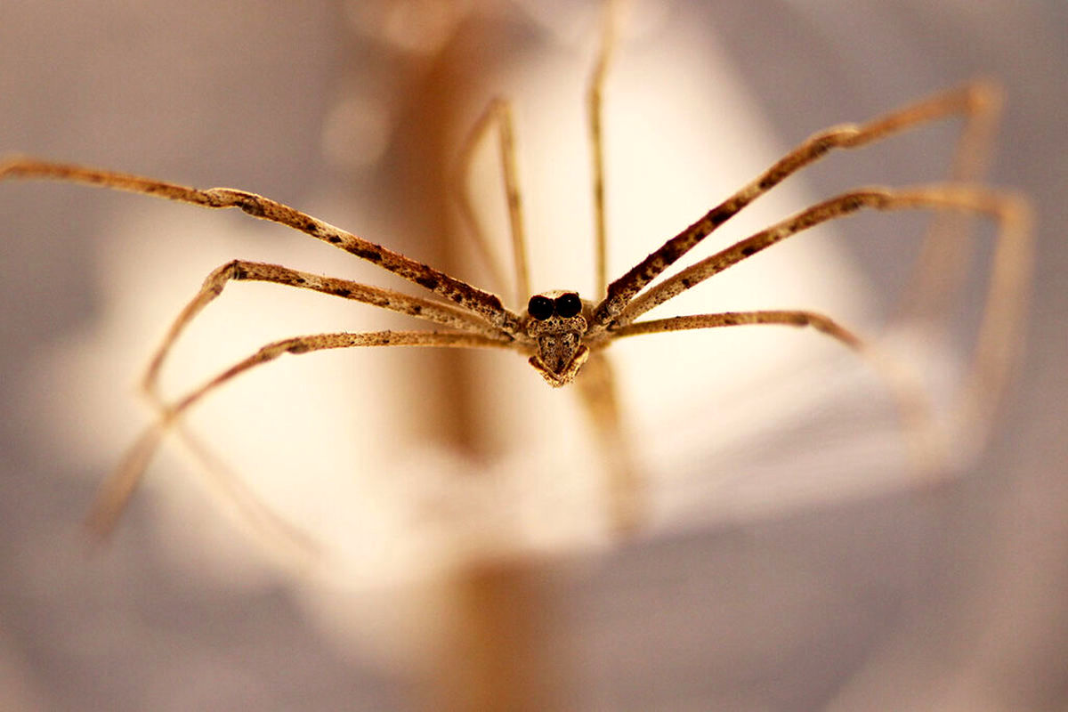 لحظه عجیب ماهیگیری یک عنکبوت / ببینید
